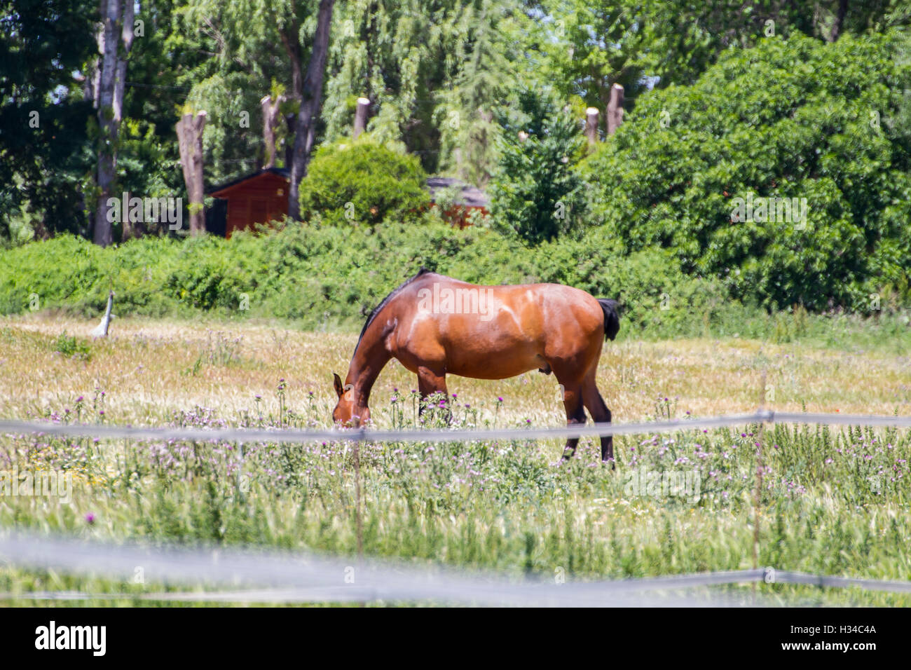 brown horse grazing in a green pasture, spanish horses Stock Photo - Alamy