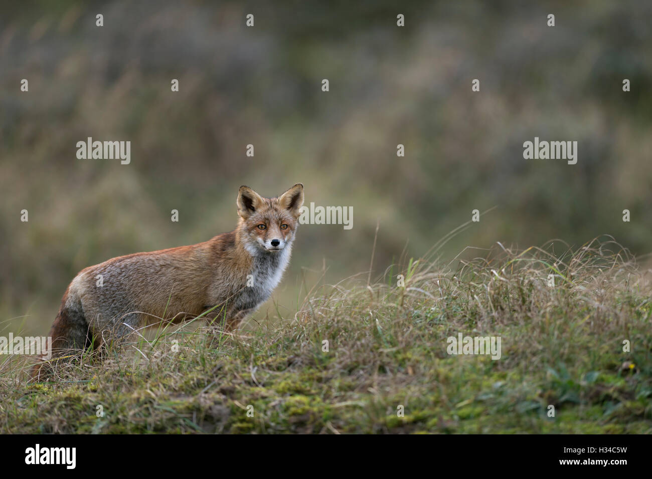 Red Fox / Rotfuchs ( Vulpes vulpes ) stands in high grass, nice surrounding, open land, watching attentively, typical behavior. Stock Photo