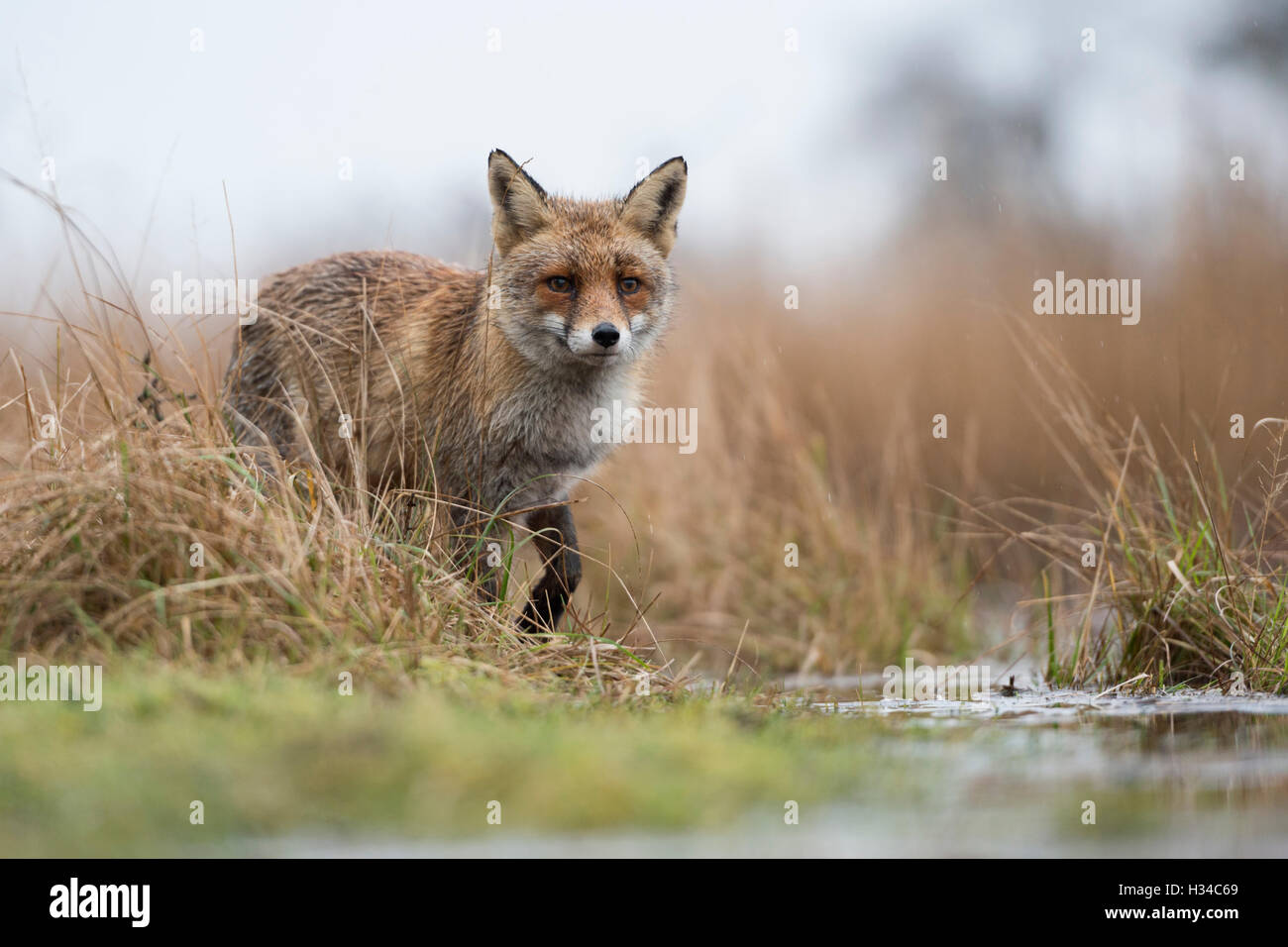 Red Fox / Rotfuchs ( Vulpes vulpes ) hunting in marshland, watches attentively, impressive low point of view, hunting, Europe. Stock Photo