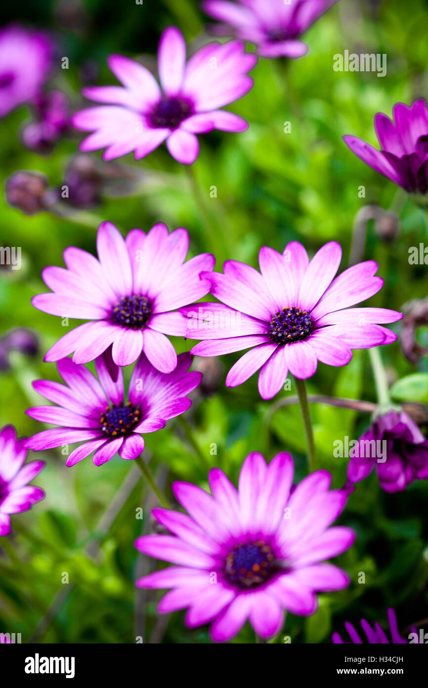 pink flowers in the garden Stock Photo - Alamy