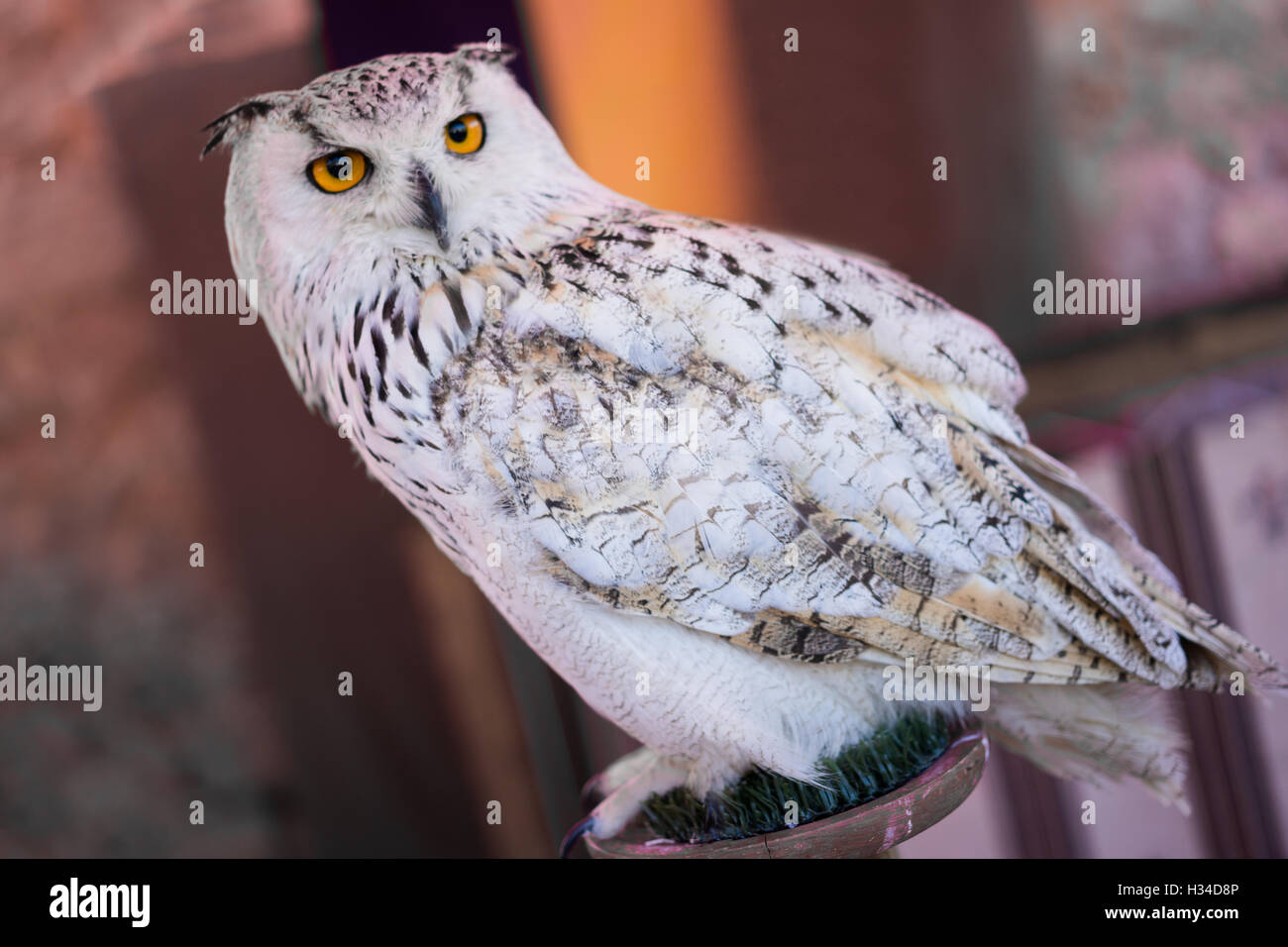 Great Horned Owl Stock Photo