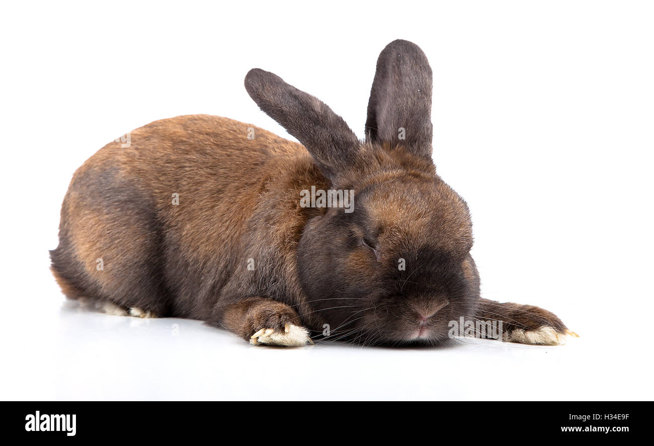 rabbit isolated on a white background Stock Photo - Alamy