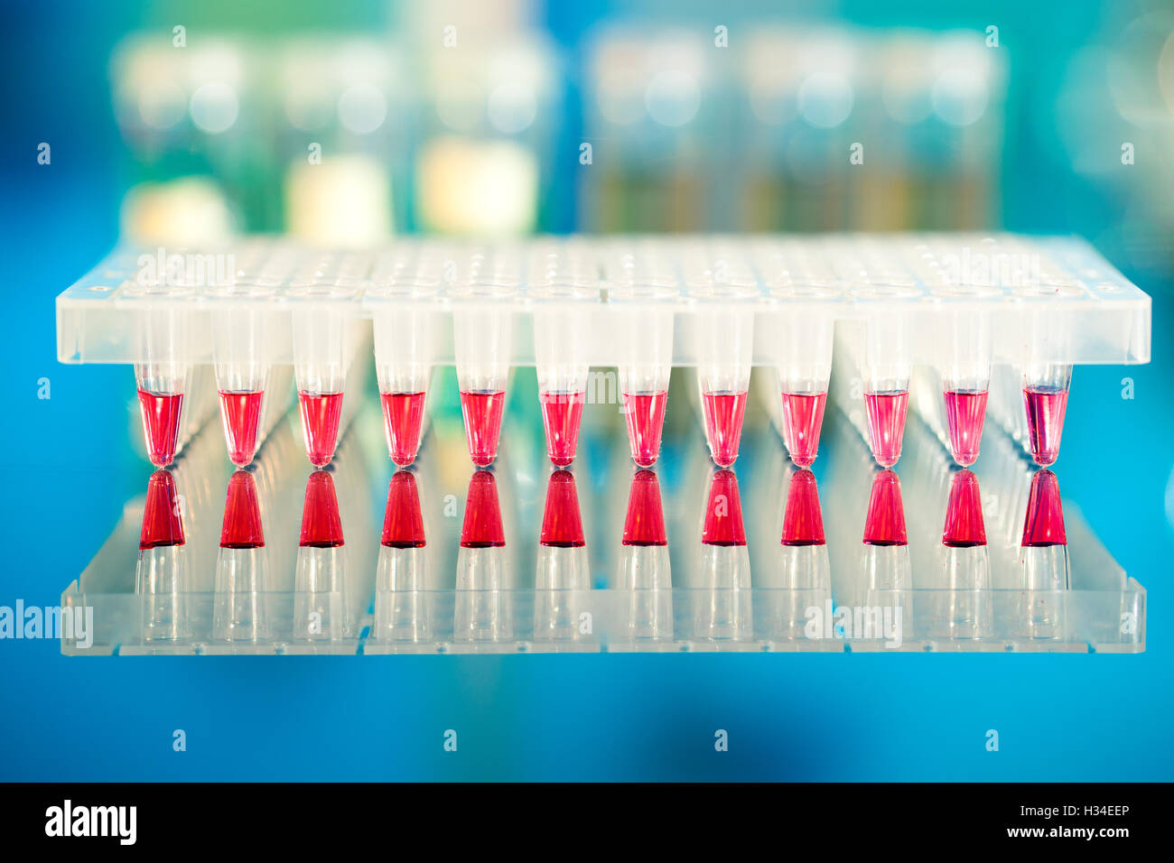 Tools for PCR amplification of DNA: 96-well plate Stock Photo - Alamy