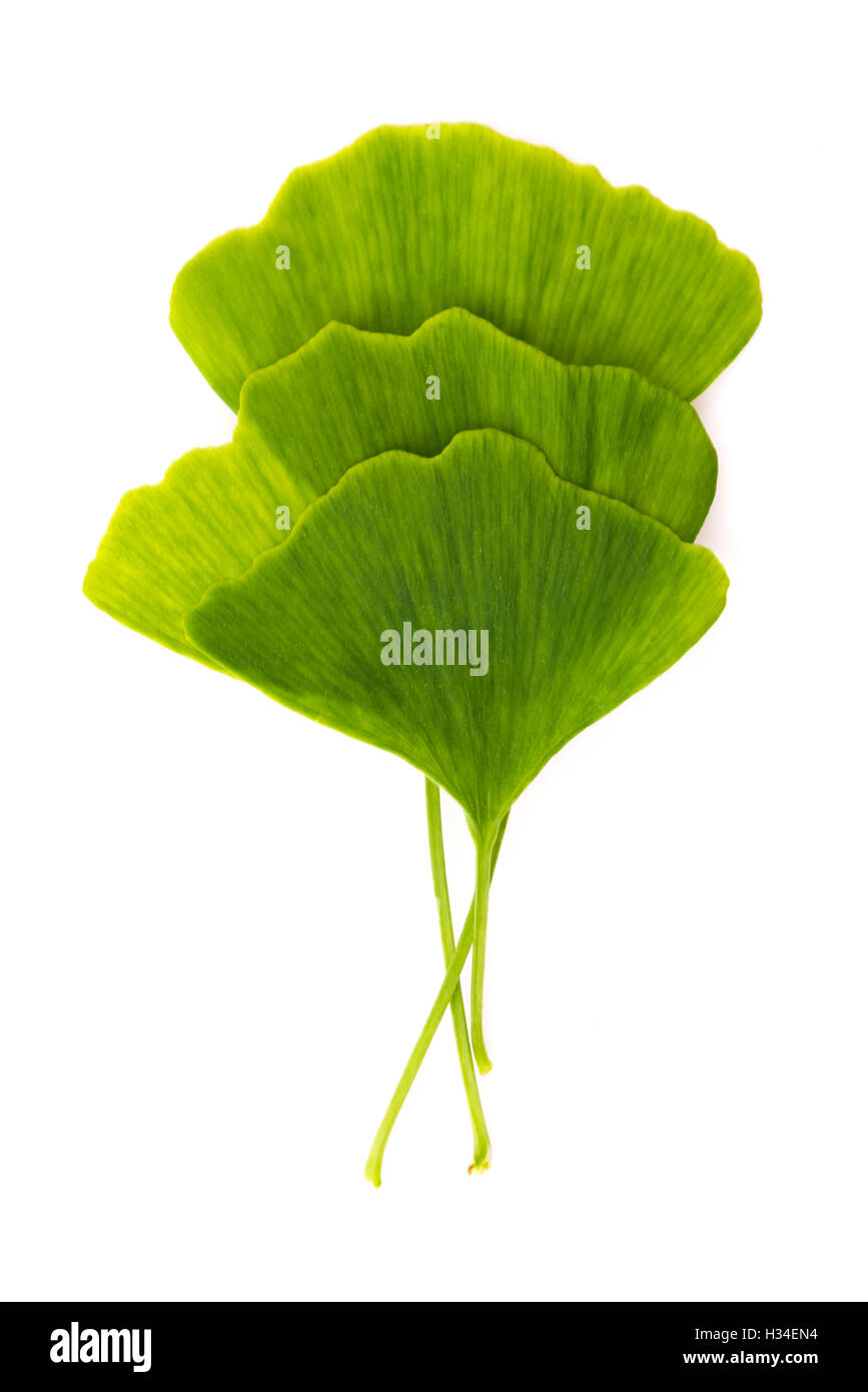Ginkgo biloba leaf isolated on white Stock Photo Alamy