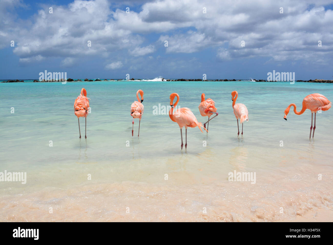 Flamingos on Renaissance Island - Aruba Stock Photo