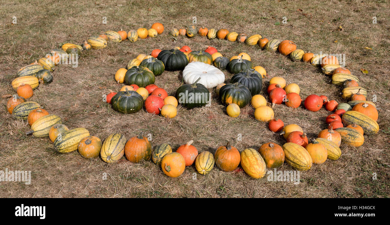 Autumn Halloween Decoration Various Type And Color Of Pumpkins As