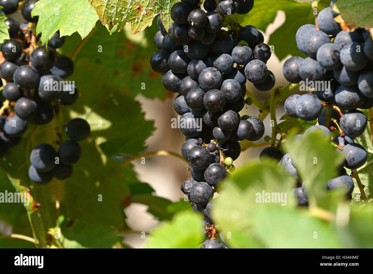 Grapes on vines in the fall ready to be harvested Stock Photo