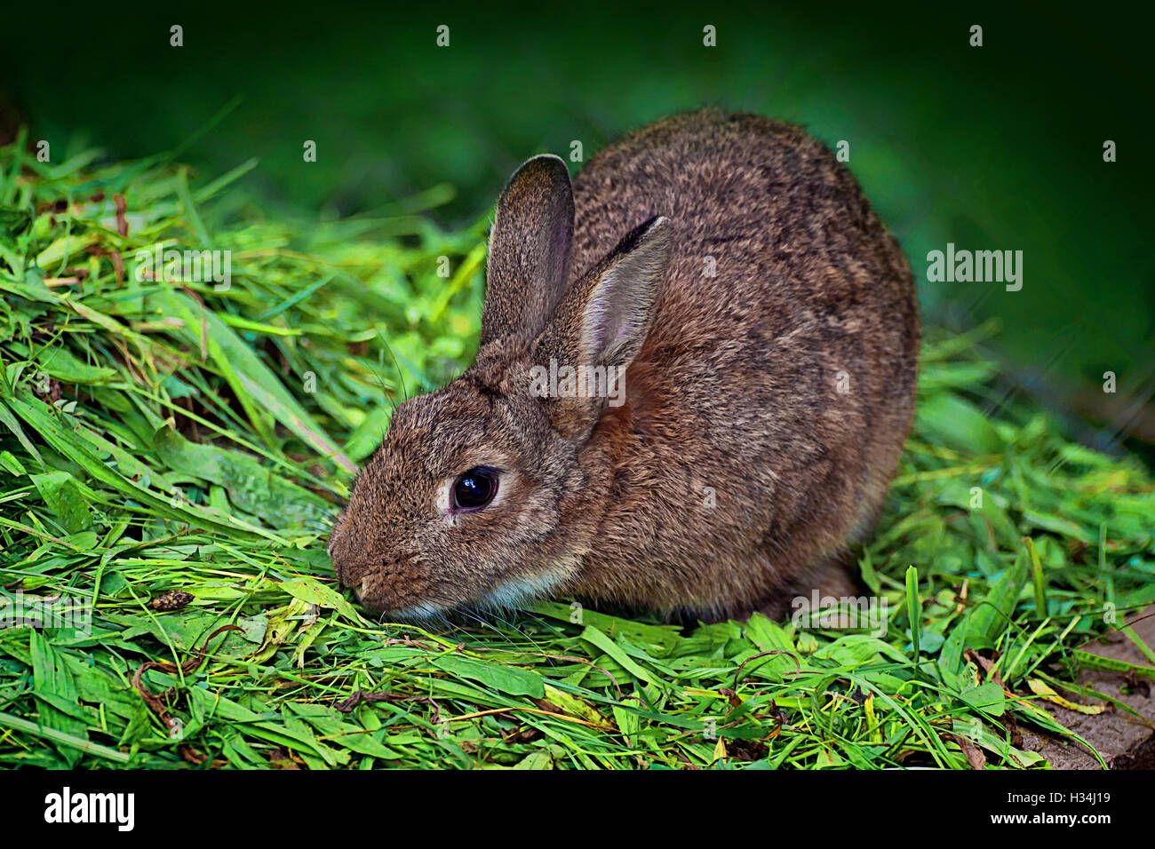 Farm  animal, brown rabbit squatted on green grass eating Stock Photo