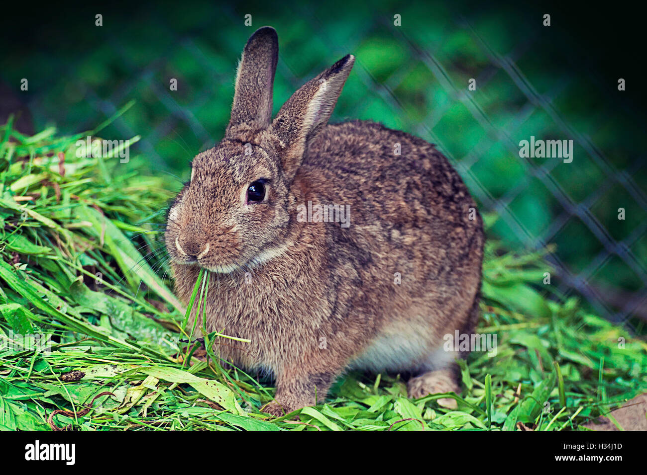 Farm animal, brown rabbit squatted on green grass eating Stock Photo