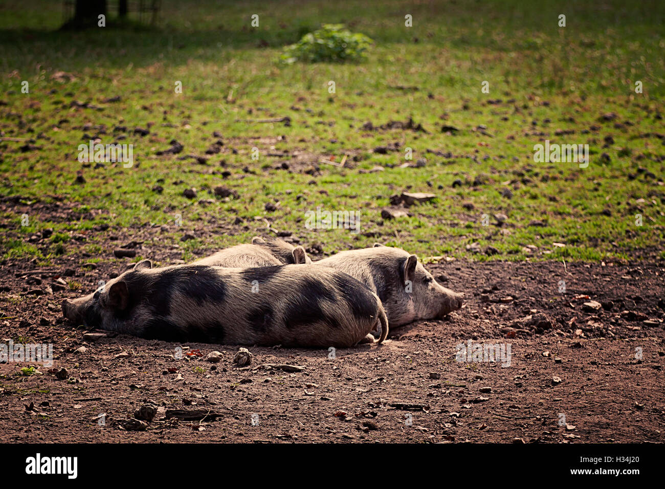 Three pot-bellied pigs resting in field. They are farmyard pigs descending from wild boars, smaller than standard Stock Photo