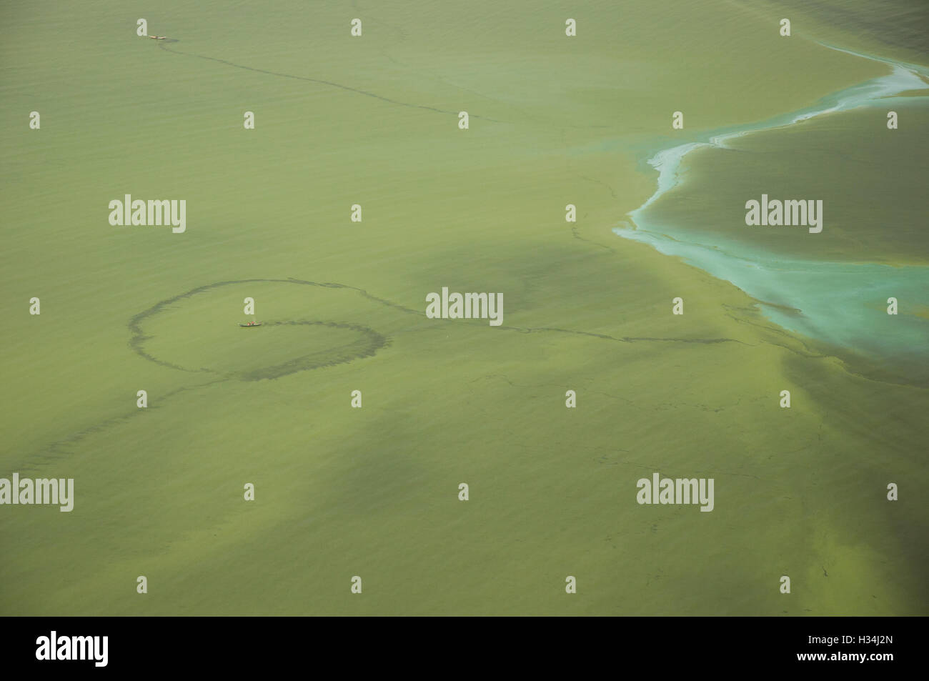 Lake Victoria" Algae Bloom Stock Photo Alamy