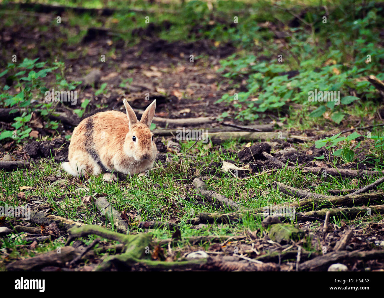 Wildlife, reddish rabbit free in woodland looking at the camera Stock ...