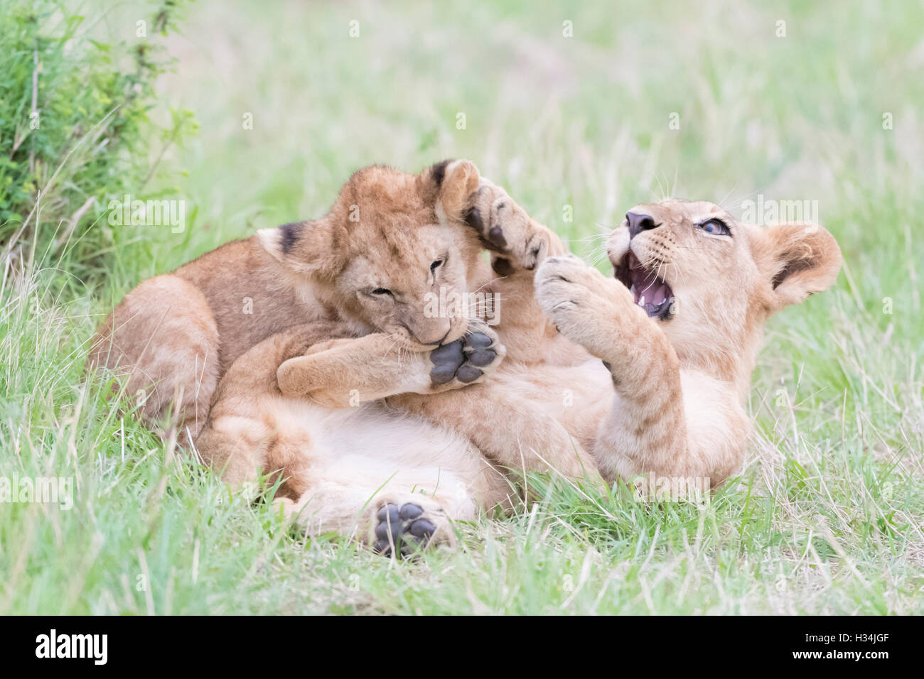 Young lion cubs (Panthera leo) playing together, Maasai Mara national reserve, Kenya Stock Photo