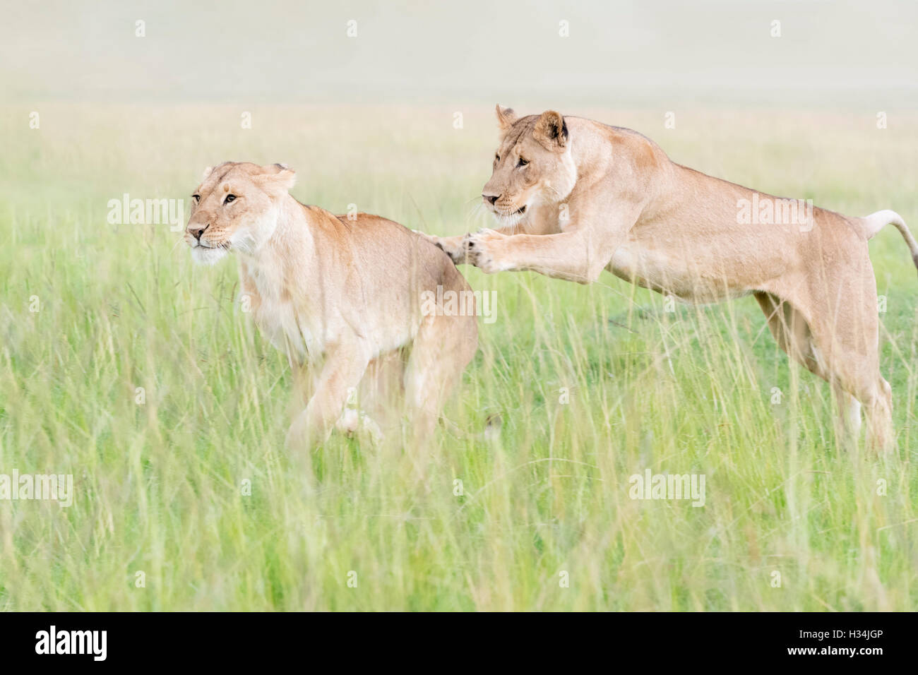 Young lions (Panthera leo) playing together, Maasai Mara national reserve, Kenya Stock Photo