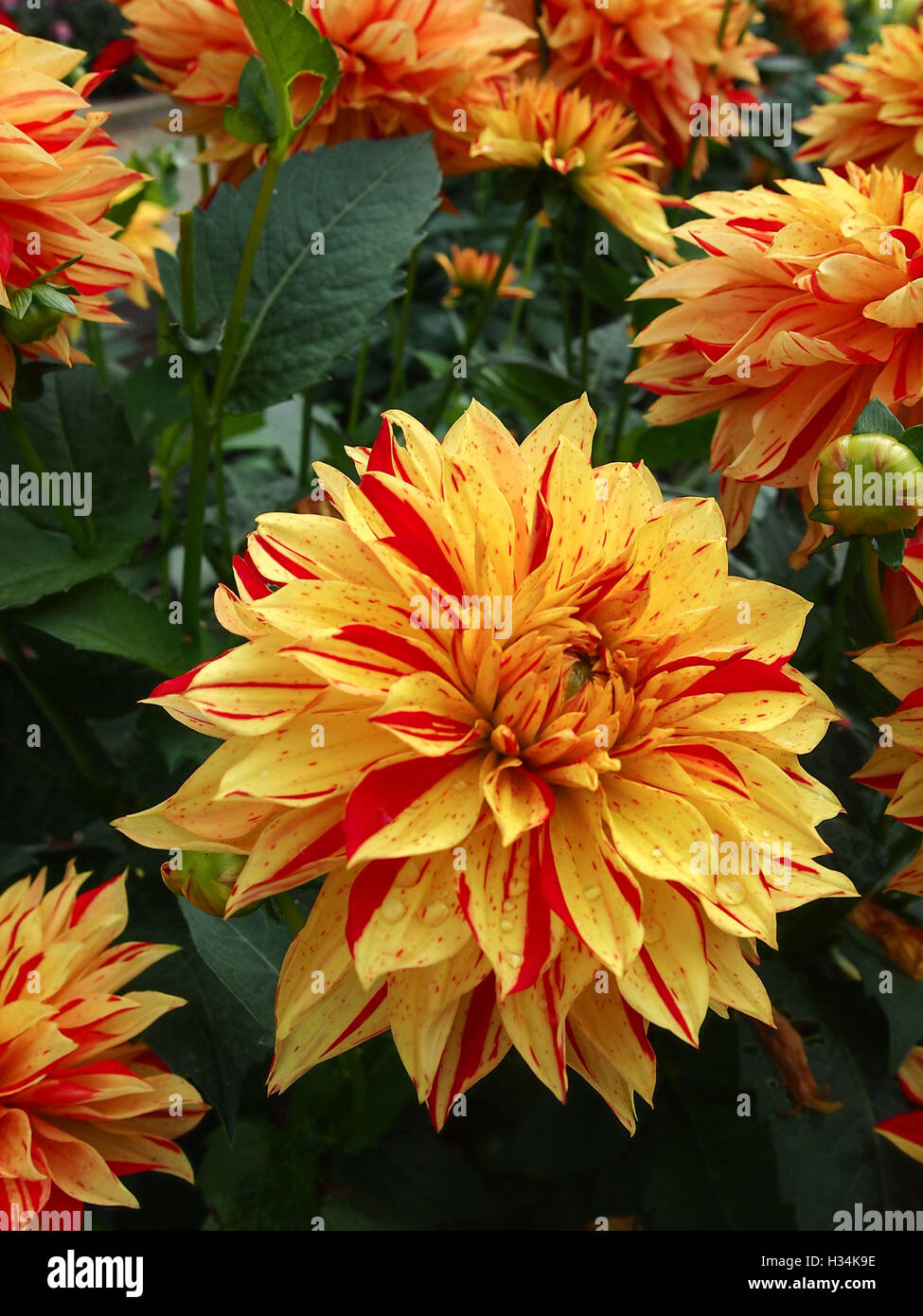 Yellow and red Dahlias Stock Photo