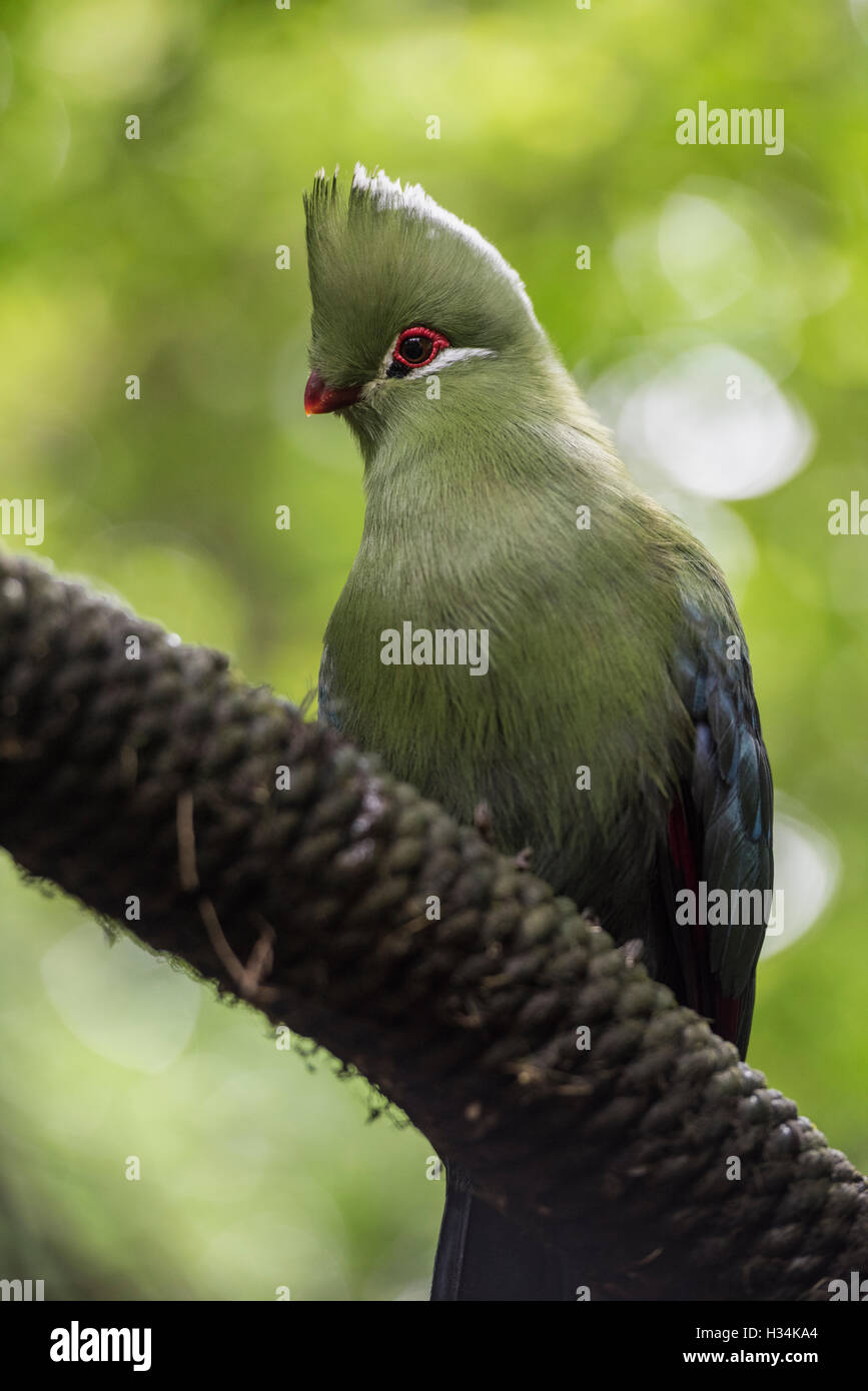 Knysna Lourie or Turaco, Birds of Eden Aviary and Sanctuary