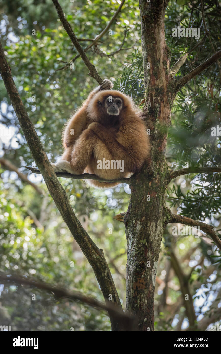Gibbon gibbons hires stock photography and images Alamy