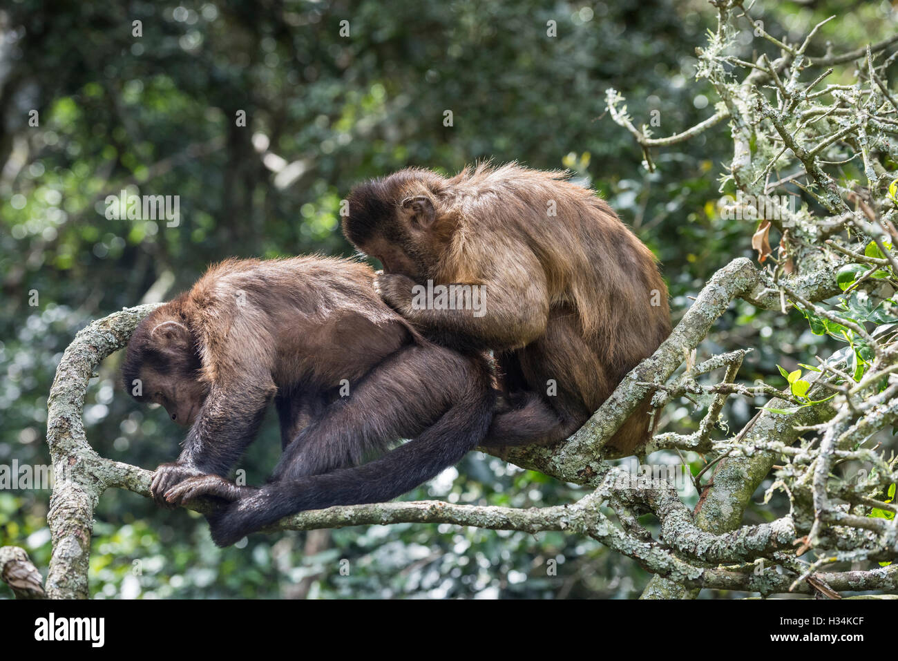 Capuchin Monkeys Grooming in Monkeyland Primate Sanctuary, Plettenberg
