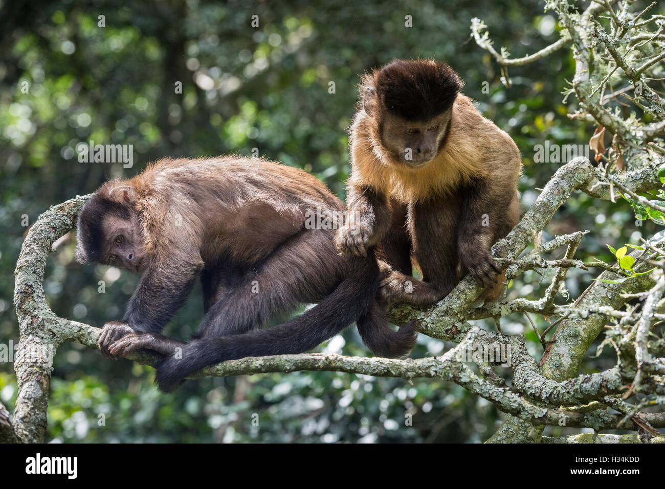 Capuchin Monkeys Grooming in Monkeyland Primate Sanctuary, Plettenberg