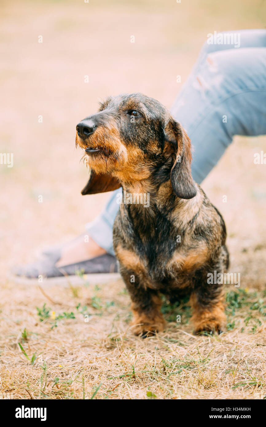 Brown Red wire-haired Dachshund Dog barking outdoor Stock Photo