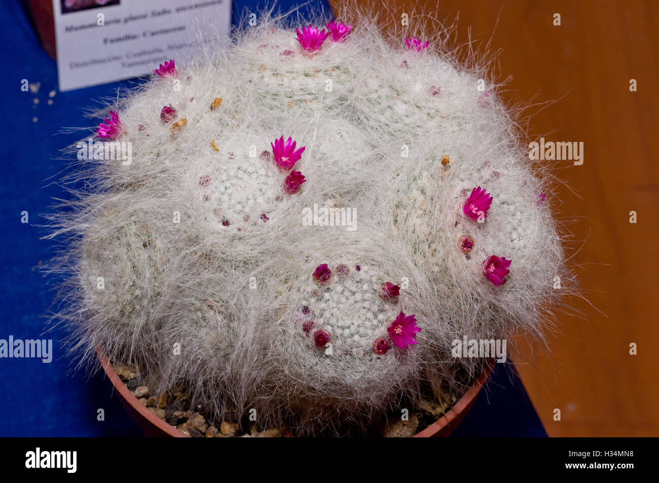 Mammillaria hahniana (old lady puncushion) with flowers during a cactus exhibition Stock Photo
