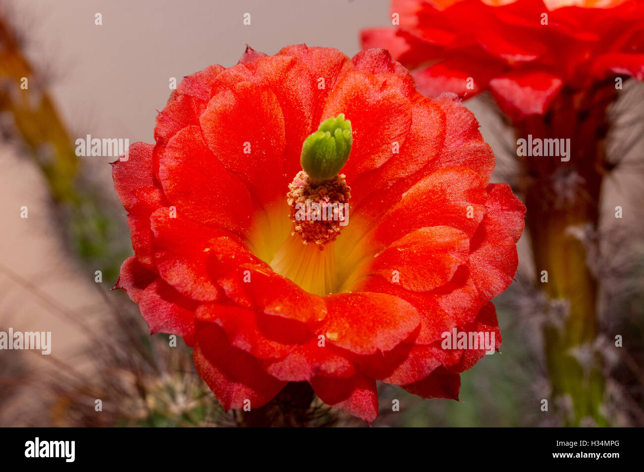 Echinocereus triglochidiatus (hedgehog cactus) flower Stock Photo
