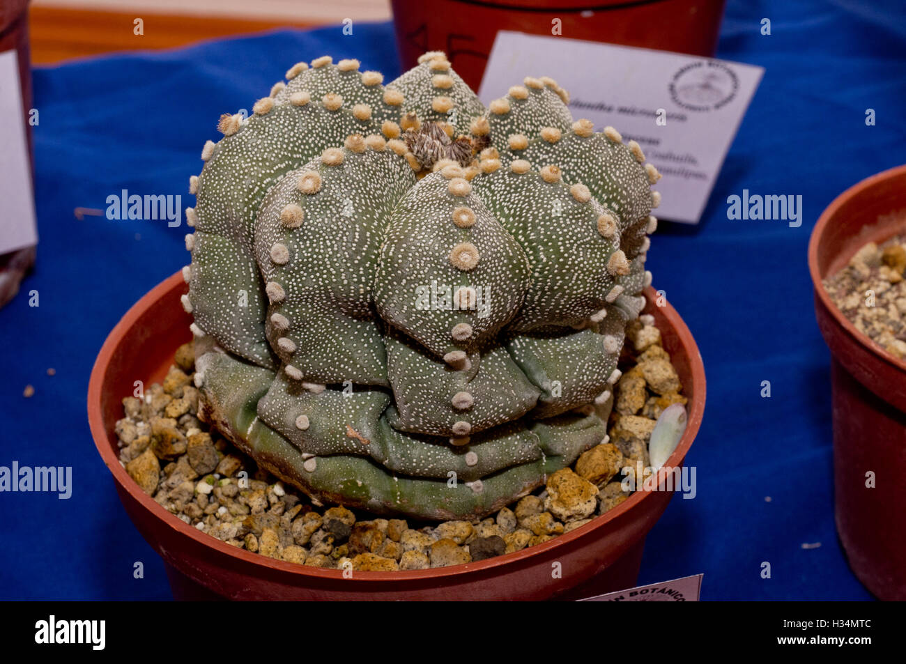 Astrophytum asterias (Sand Dollar Cactus Stock Photo - Alamy