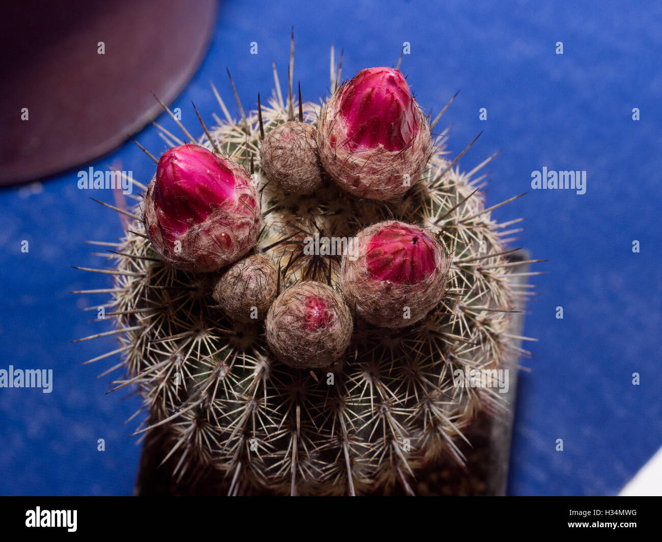 Cactus flower buds Stock Photo - Alamy