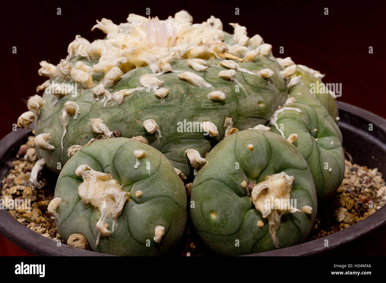 Peyote cactus (Lophophora williamsii) Stock Photo