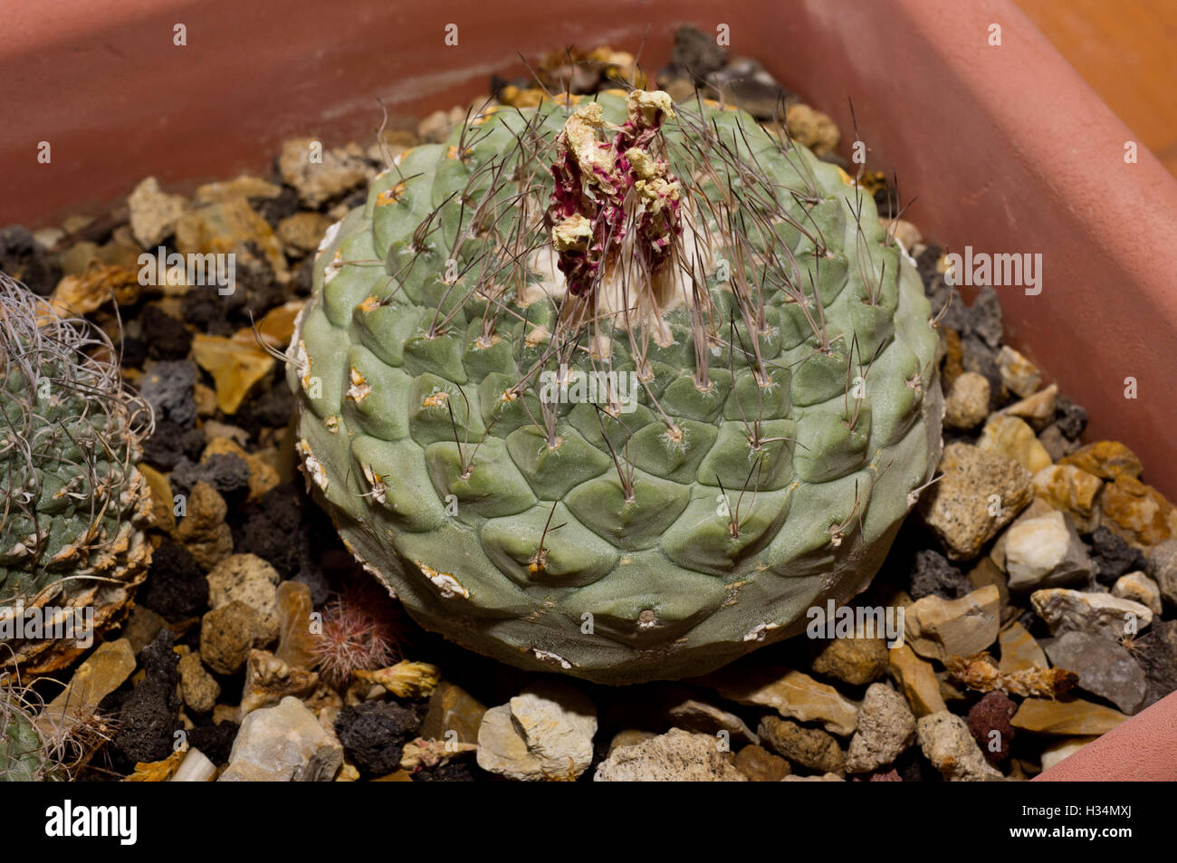 Strombocactus disciformis cactus Stock Photo - Alamy