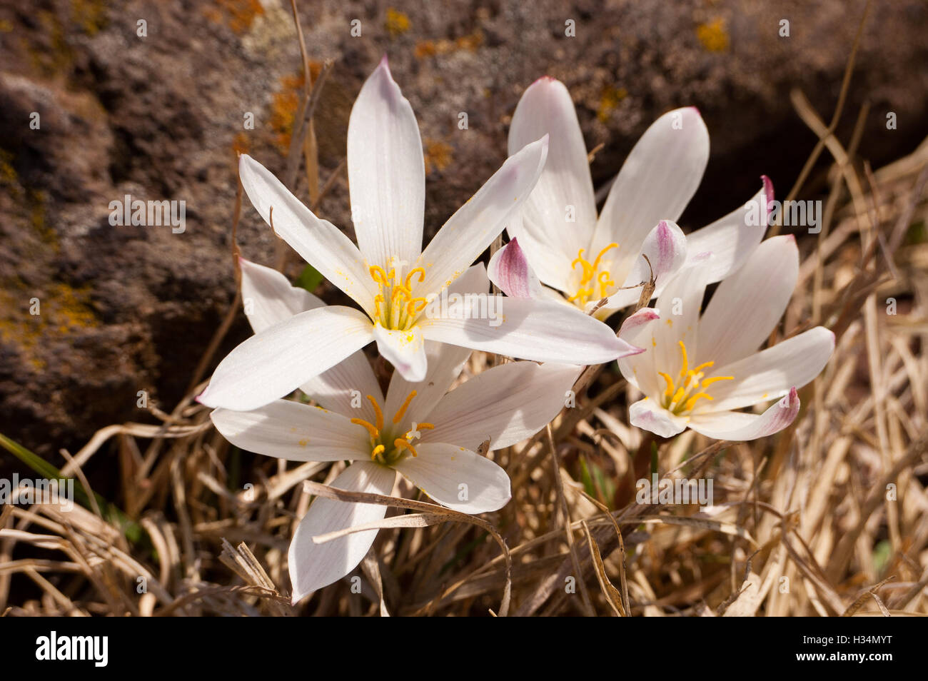 Wild white rainlily (Zephyranthes sp) Stock Photo