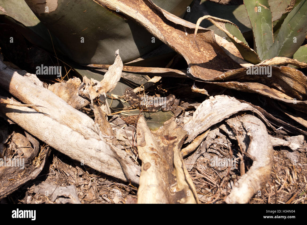 Lizard hidden among agave leaves Stock Photo