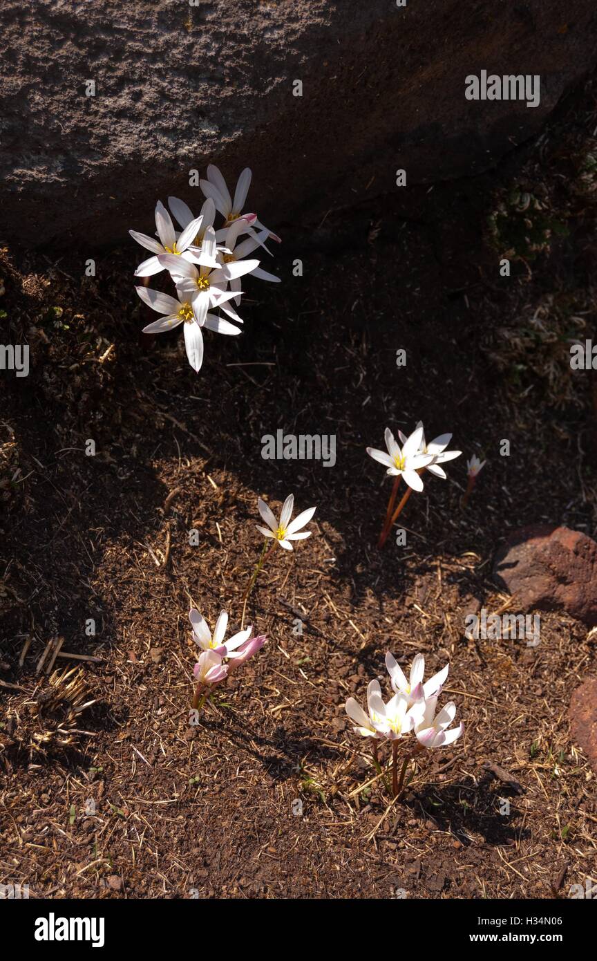 May flower (flor de Mayo), Zephyranthes sp Stock Photo