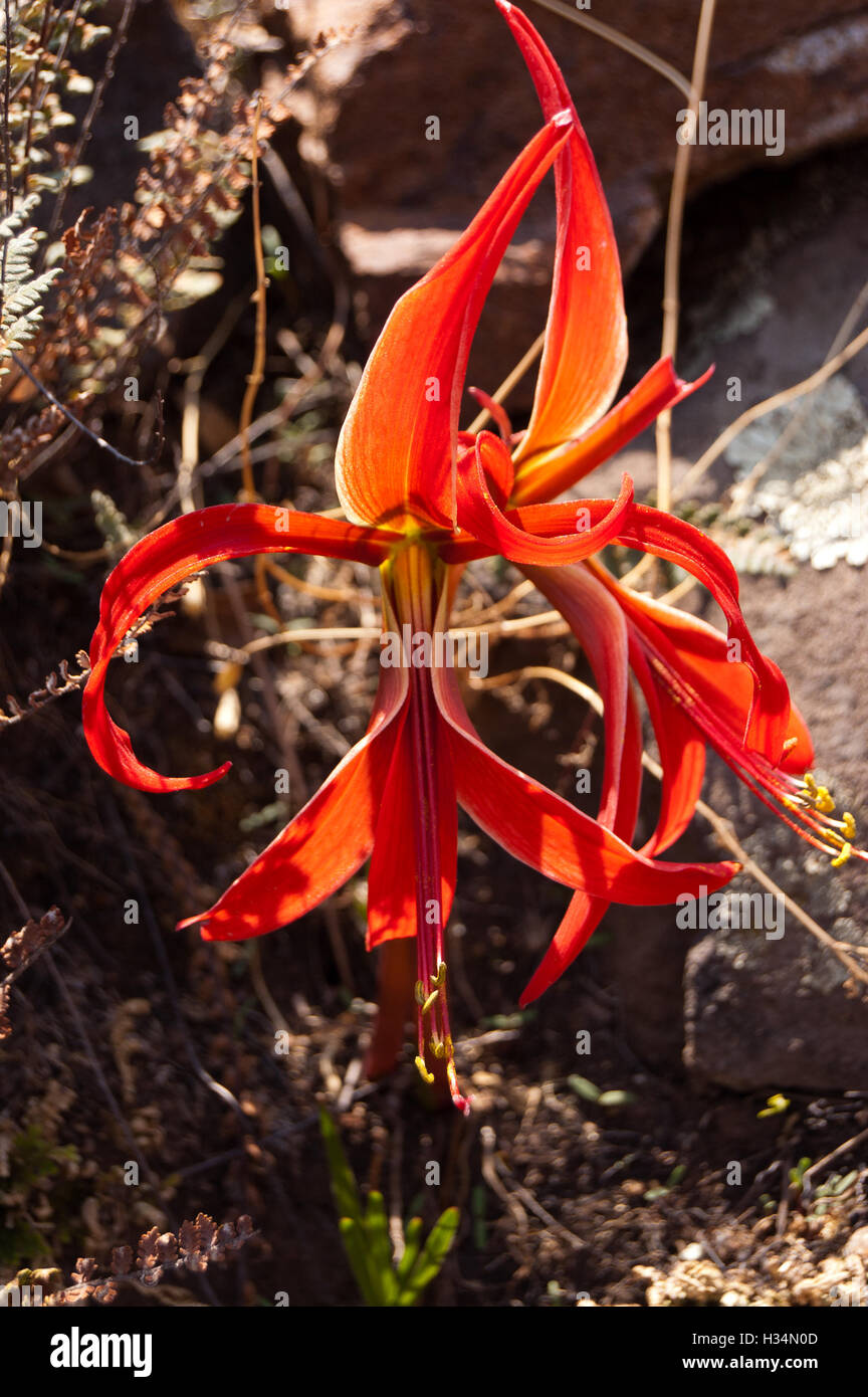 Wild Sprekelia formosissima (aztec lily) Stock Photo