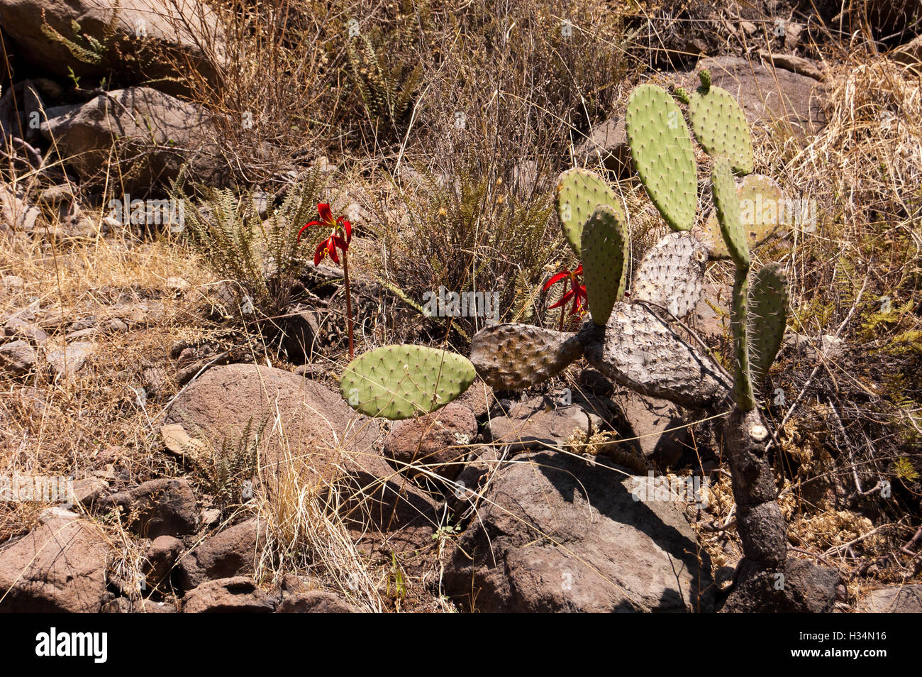 Shrubland vegetation, prickly pear cactus and aztec lily Stock Photo
