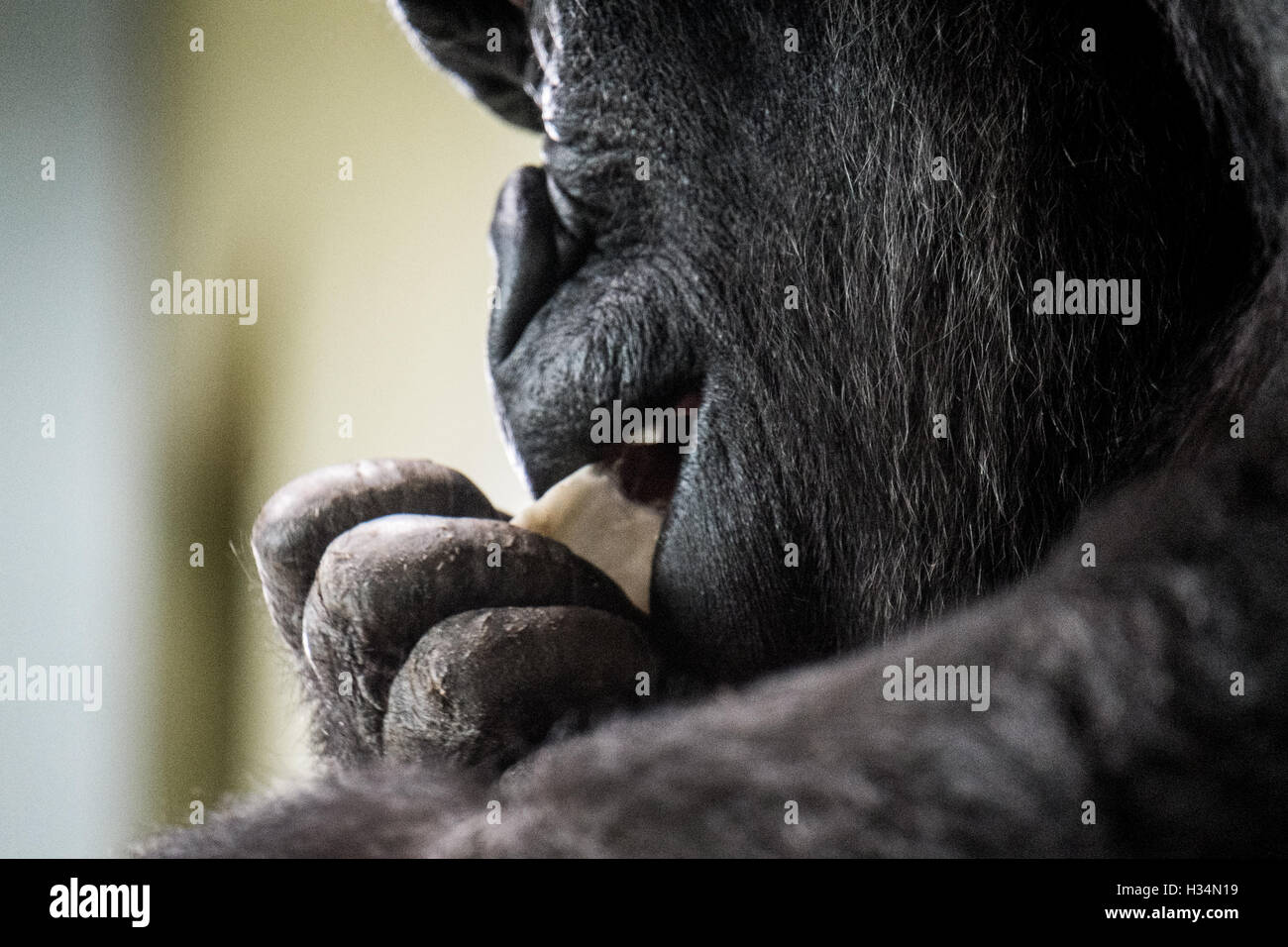 Gorilla in profile eating something Stock Photo