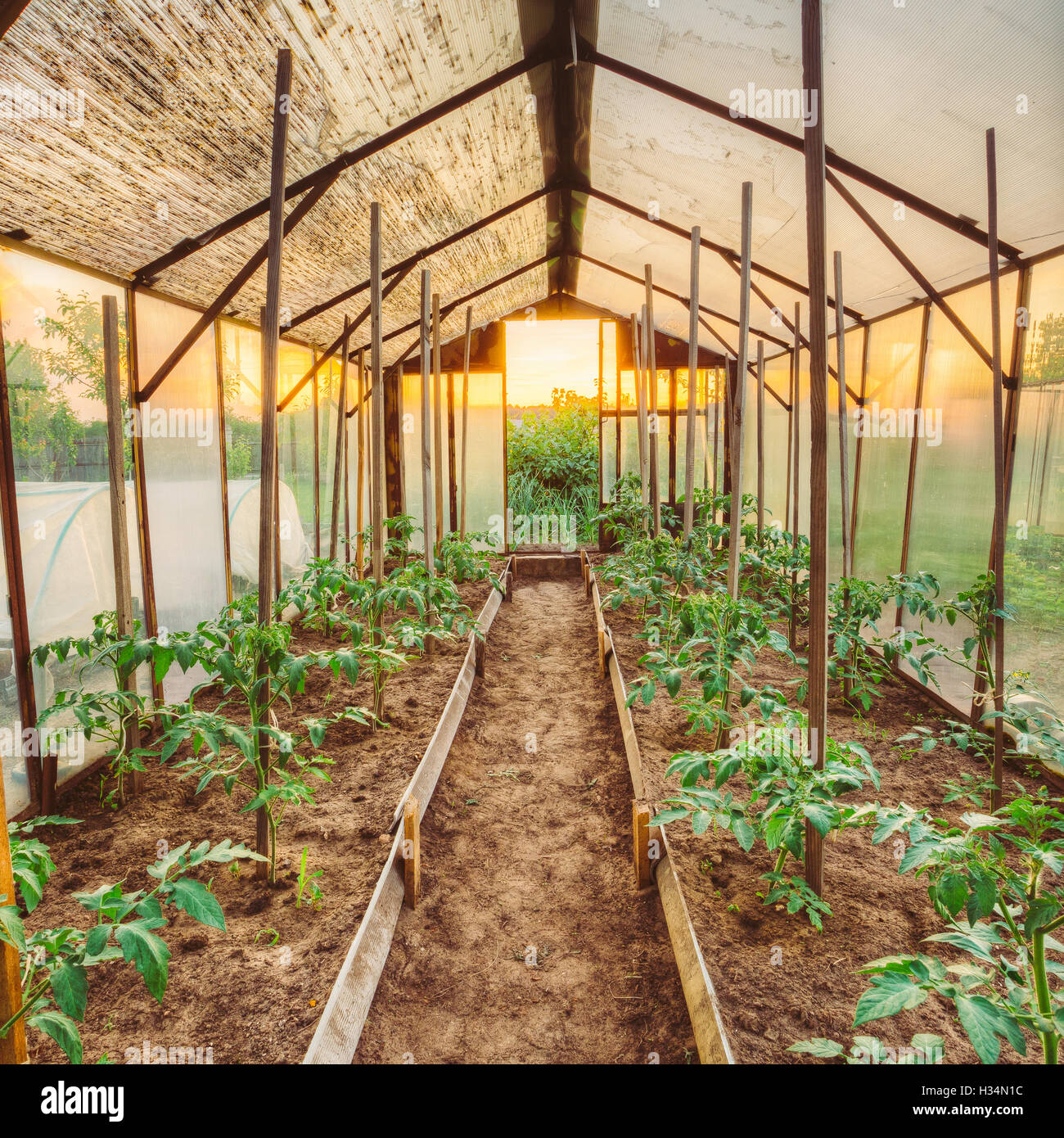 Vegetable garden produce tomato raised bed garden hires stock