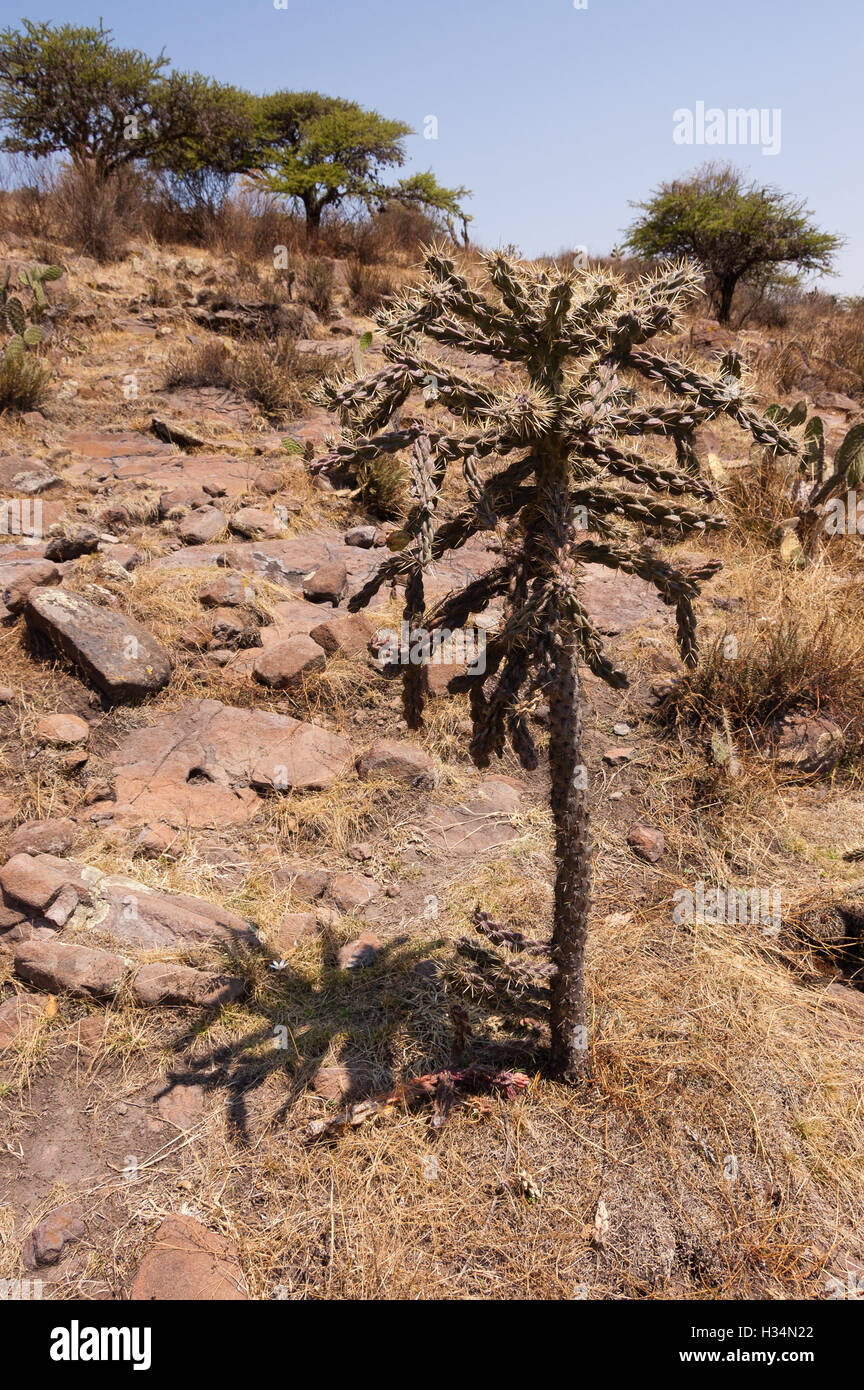 Wild Cylindropuntia imbricata (cane cholla) growing in central Mexico Stock Photo