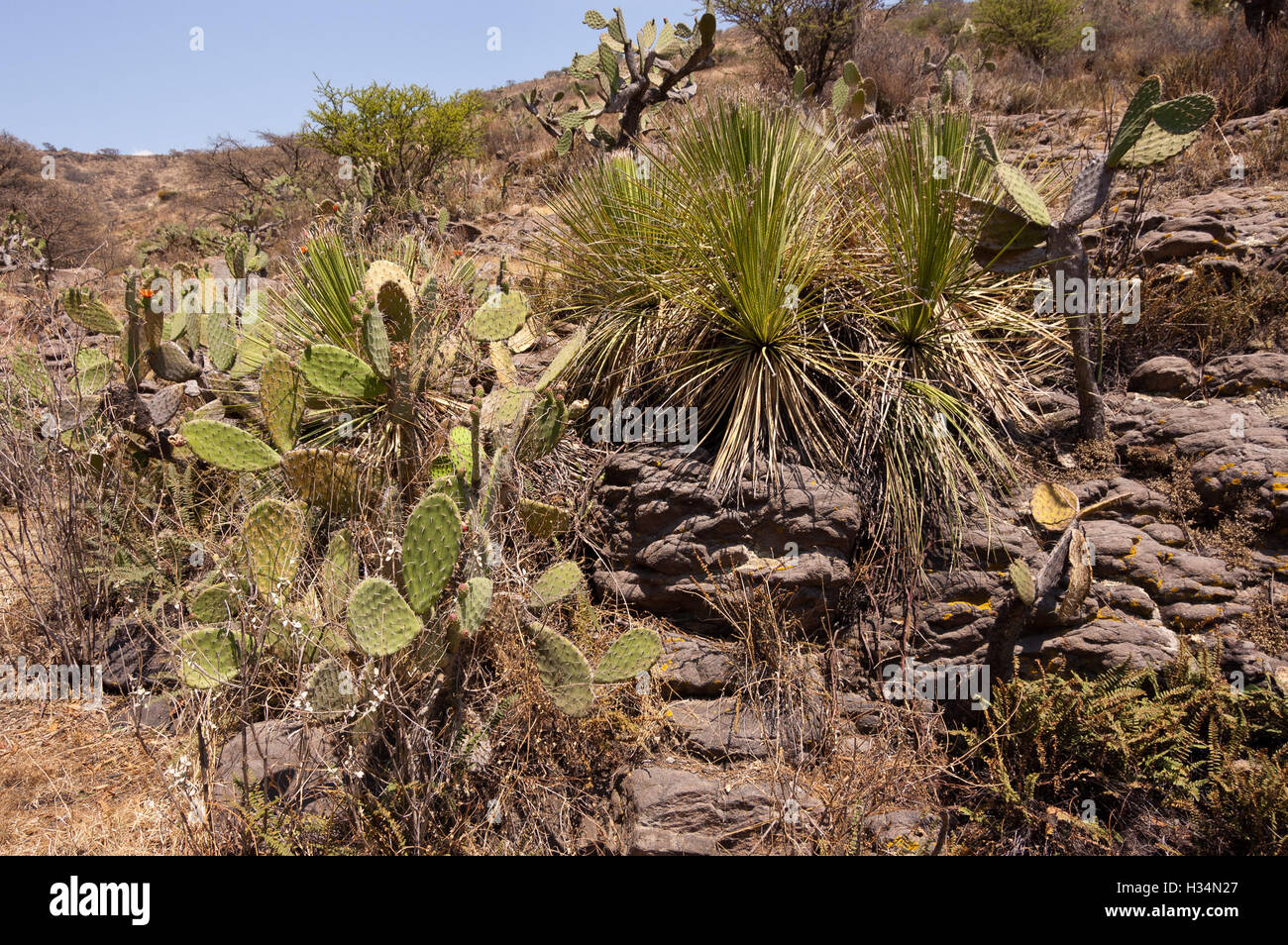 Xerophyte flora in Central Mexico Stock Photo Alamy