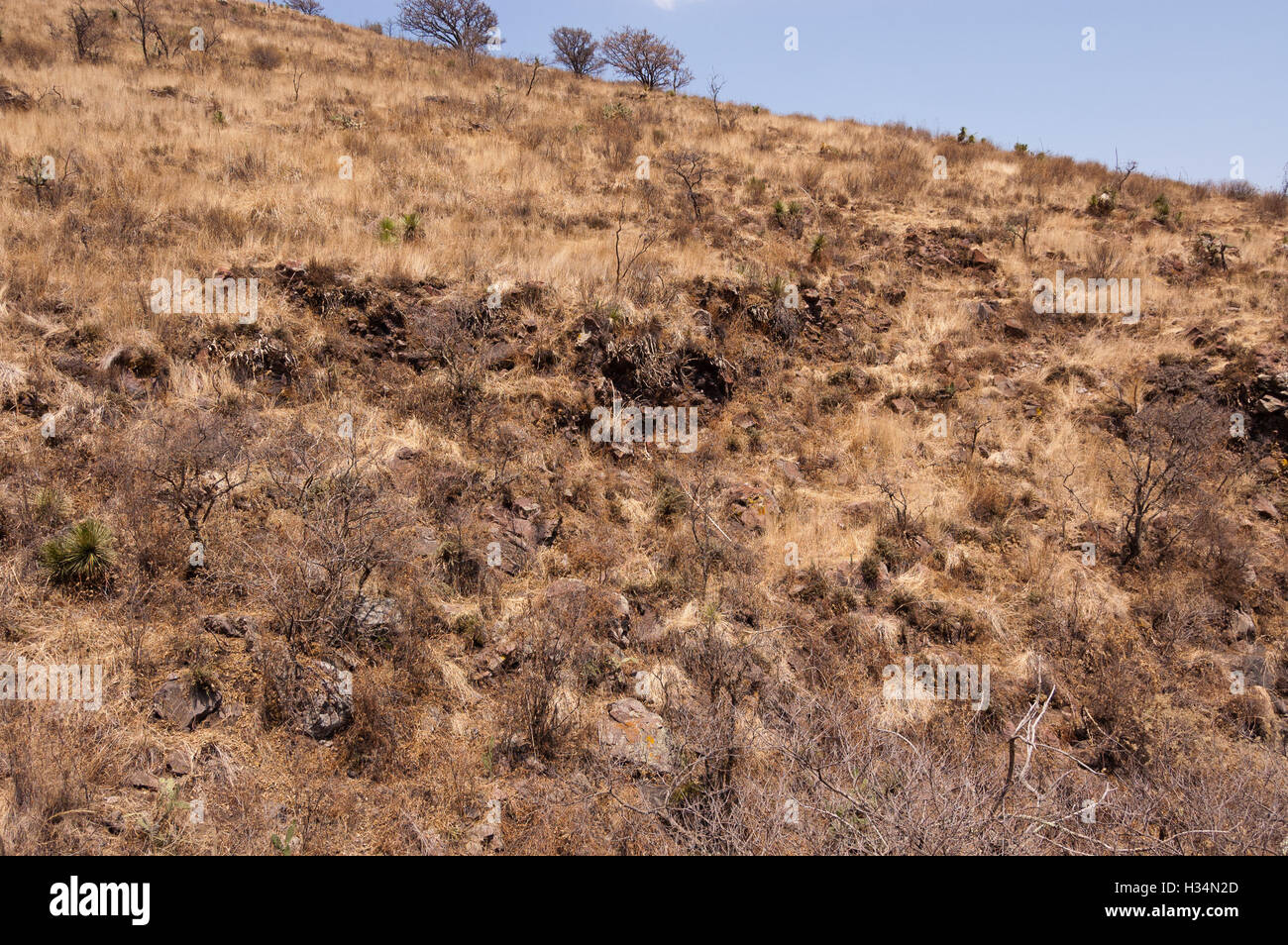 Shrubland vegetation in central Mexico Stock Photo