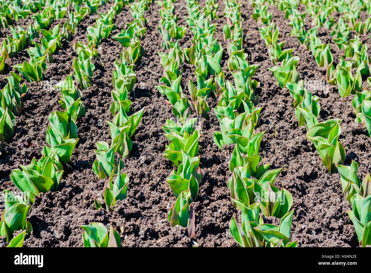 Rows of green tulip stems emerging from fertile ground, horizontal