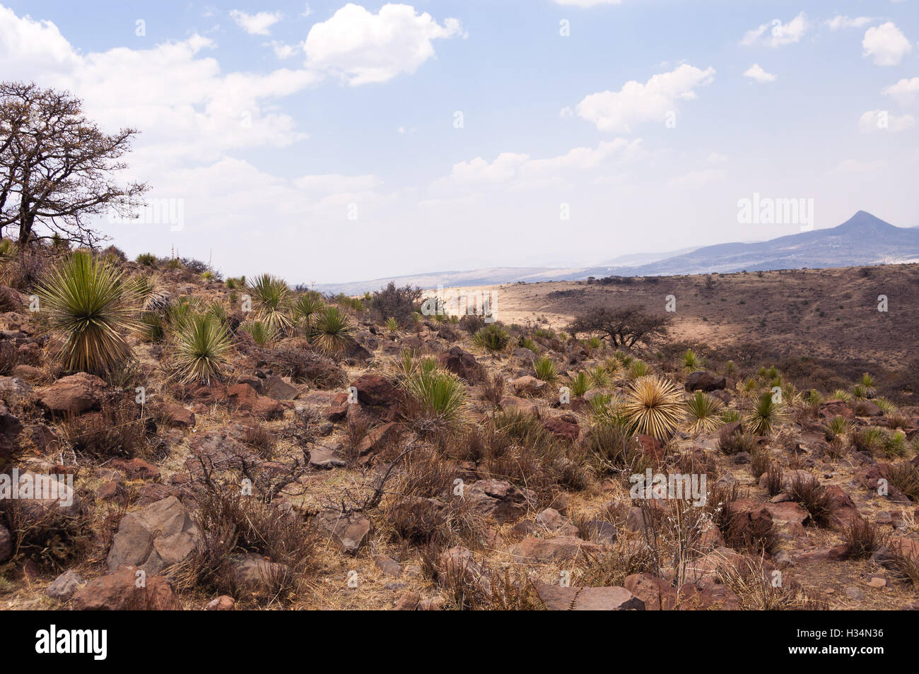 Landscape in central Mexico with sotol (Dasylirion) Stock Photo