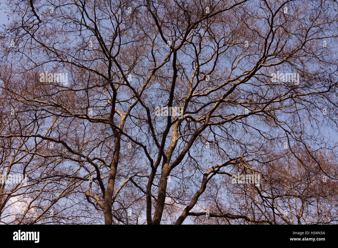 Oak trees during the dry season in central Mexico Stock Photo