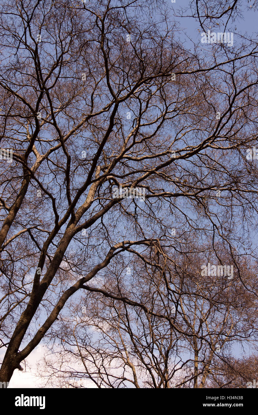 Oak trees during the dry season in central Mexico Stock Photo