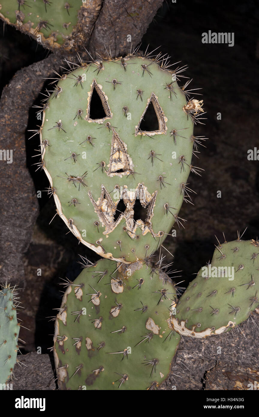 Carved Cactus Carved Cactus