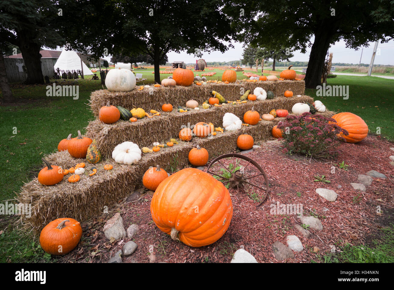 Pumpkins on display at a farm market in northern Illinois Stock Photo
