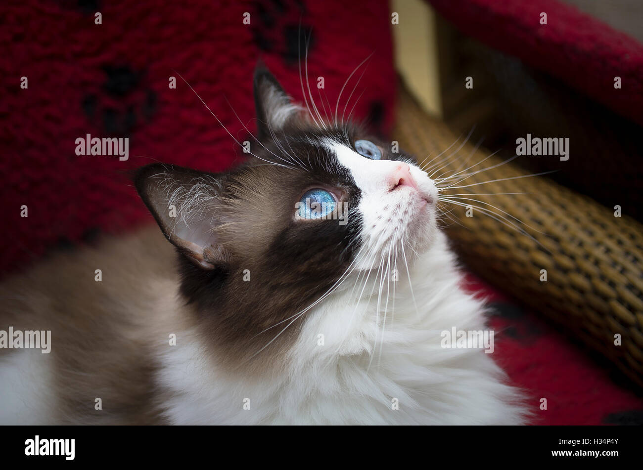 Ragdoll cat watchful of anything moving within her sight Stock Photo