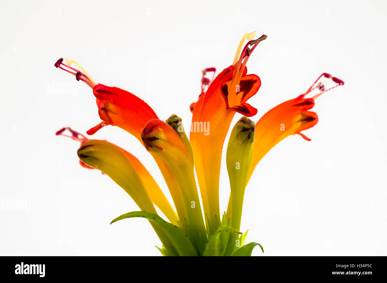 Tubular flowers of Aeschynanthus an indoor plant in UK Stock Photo