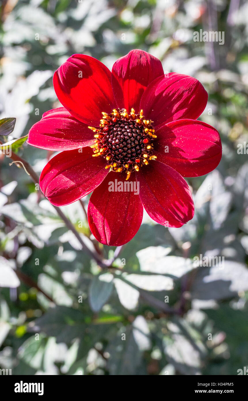 Single flower of Dahlia Bishop of Auckland growing in English garden in UK Stock Photo