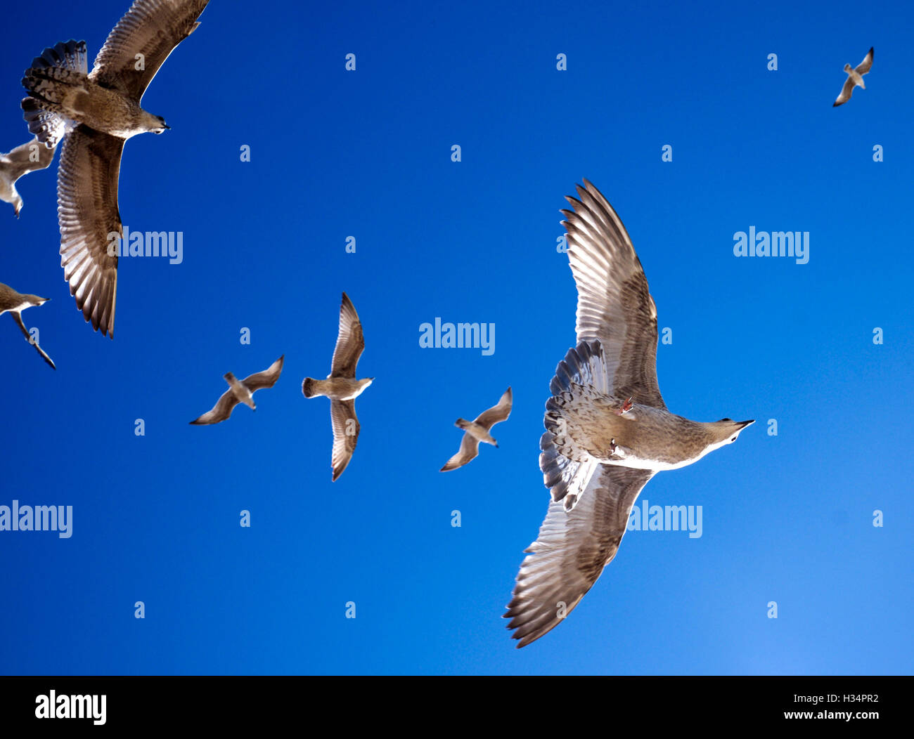seagulls flying directly overhead in a line, beautiful marking on the seagulls against a striking blue sky, beautiful wildlife. Stock Photo